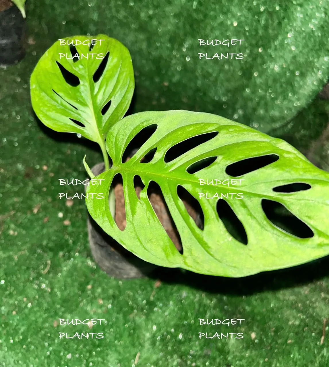 Budget Plants product
